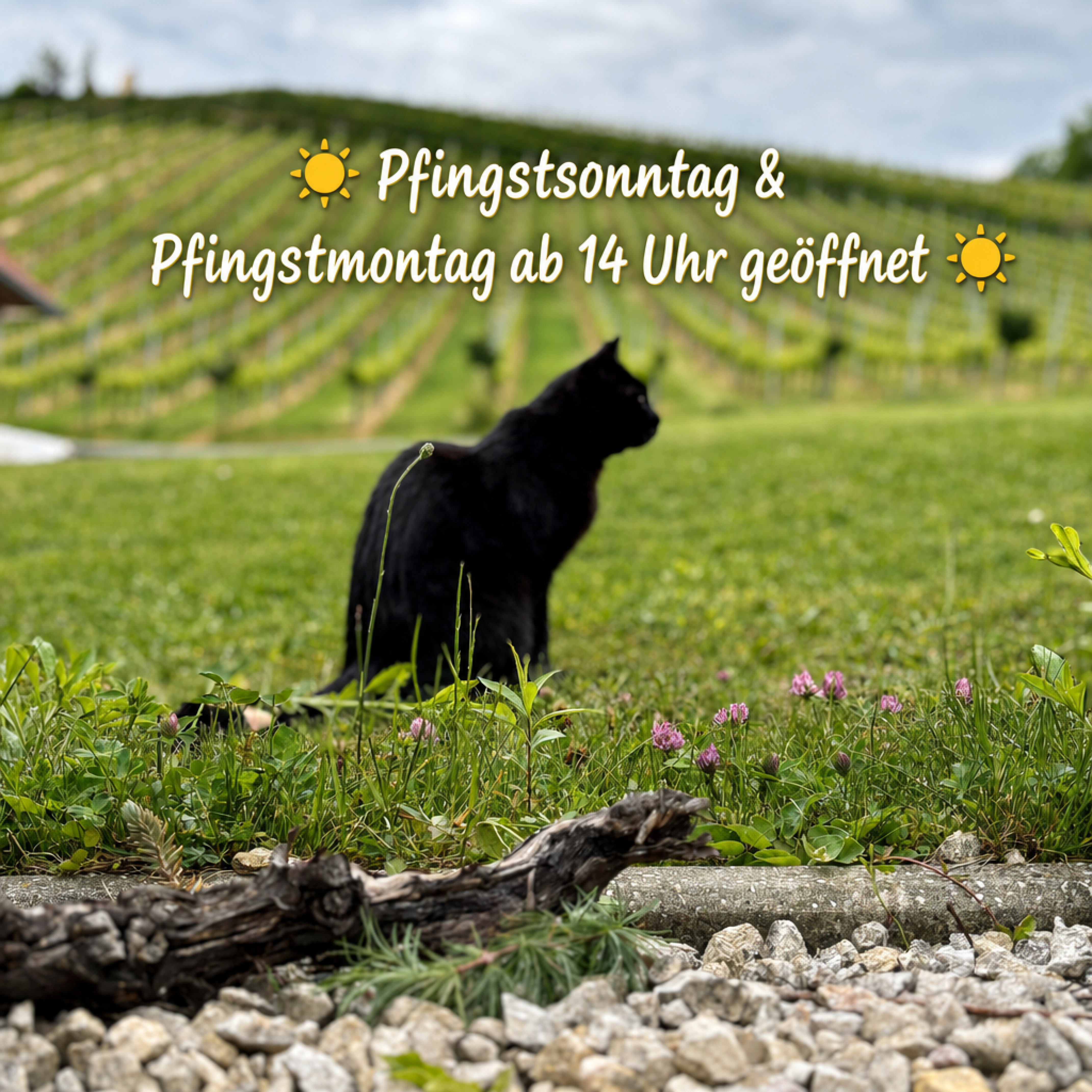 ☀️Pfingstsonntag & Pfingstmontag. geöffnet☀️